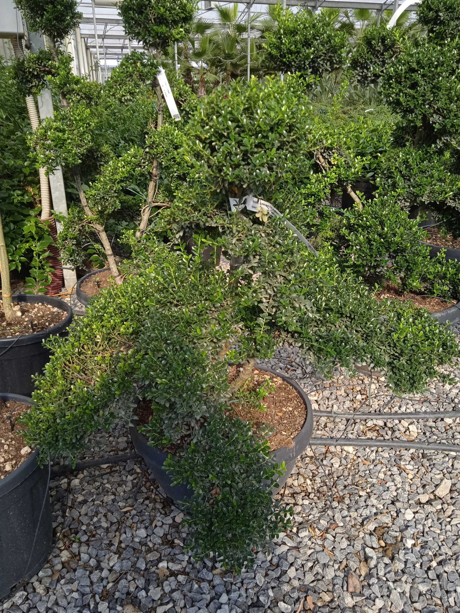 Ilex crenata 'KINME' Ilex crenata 'KINME' - slika 1