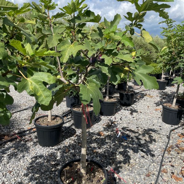 Ficus carica 'Brown Turkey' (Figa na steblu)