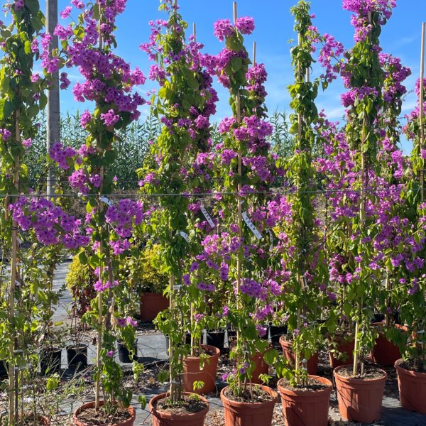 Bougainvillea glabra 'SANDERIANA'