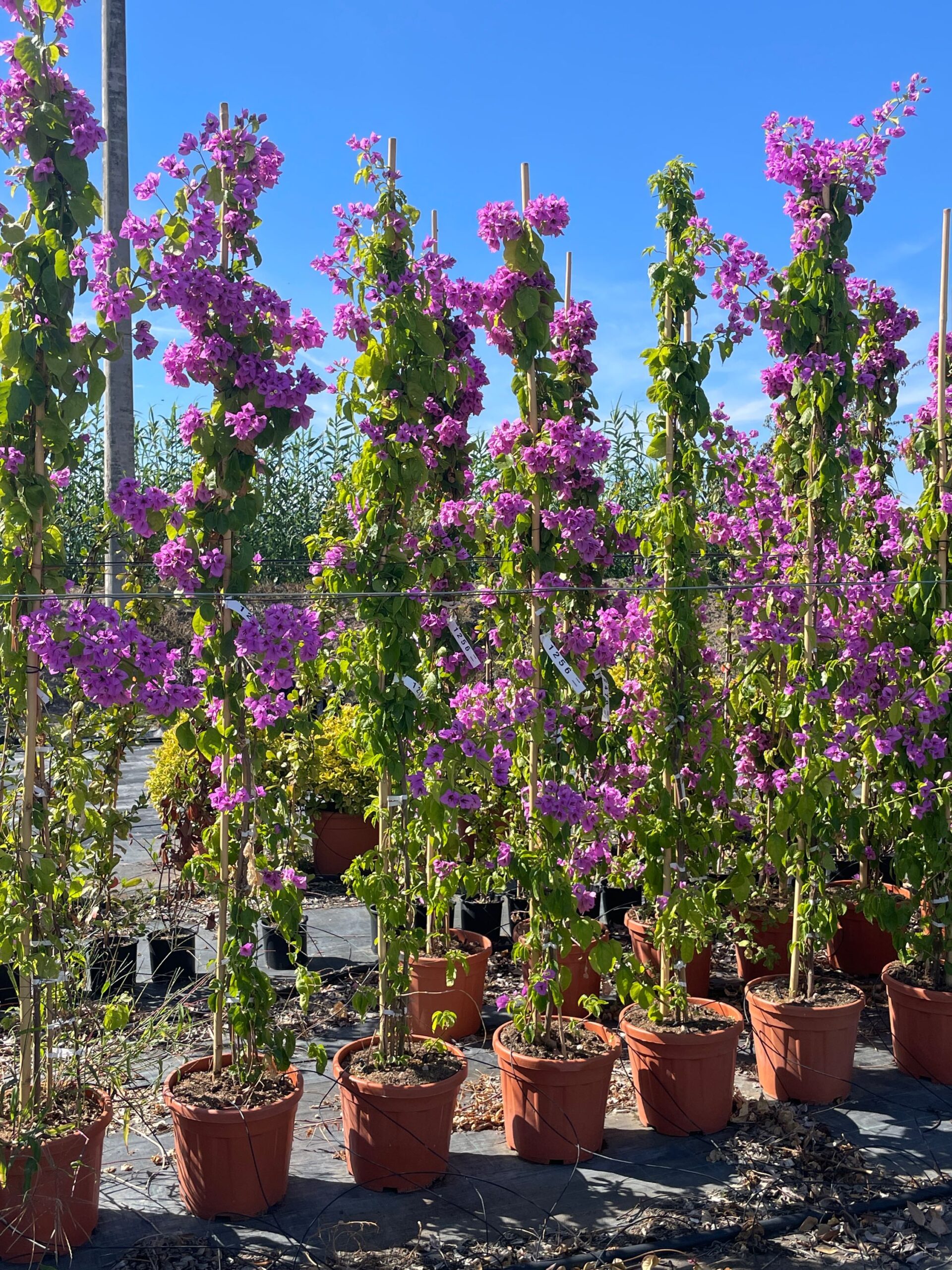 Bougainvillea glabra 'SANDERIANA' Bougainvillea glabra 'SANDERIANA' - slika 1