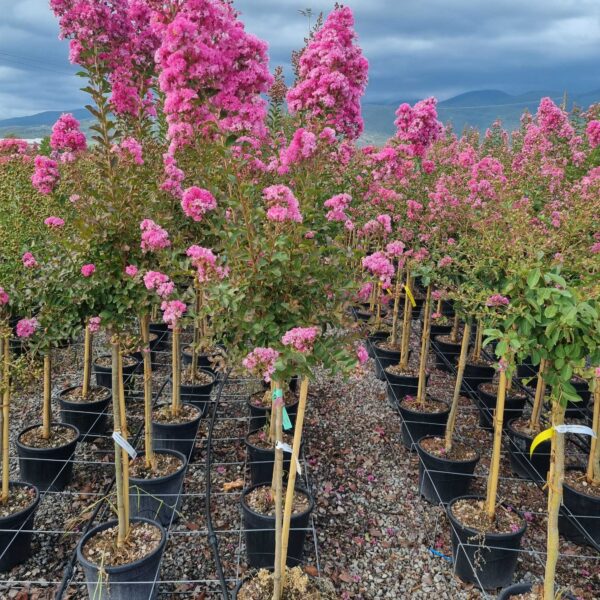 Lagerstroemia × WATERMELON