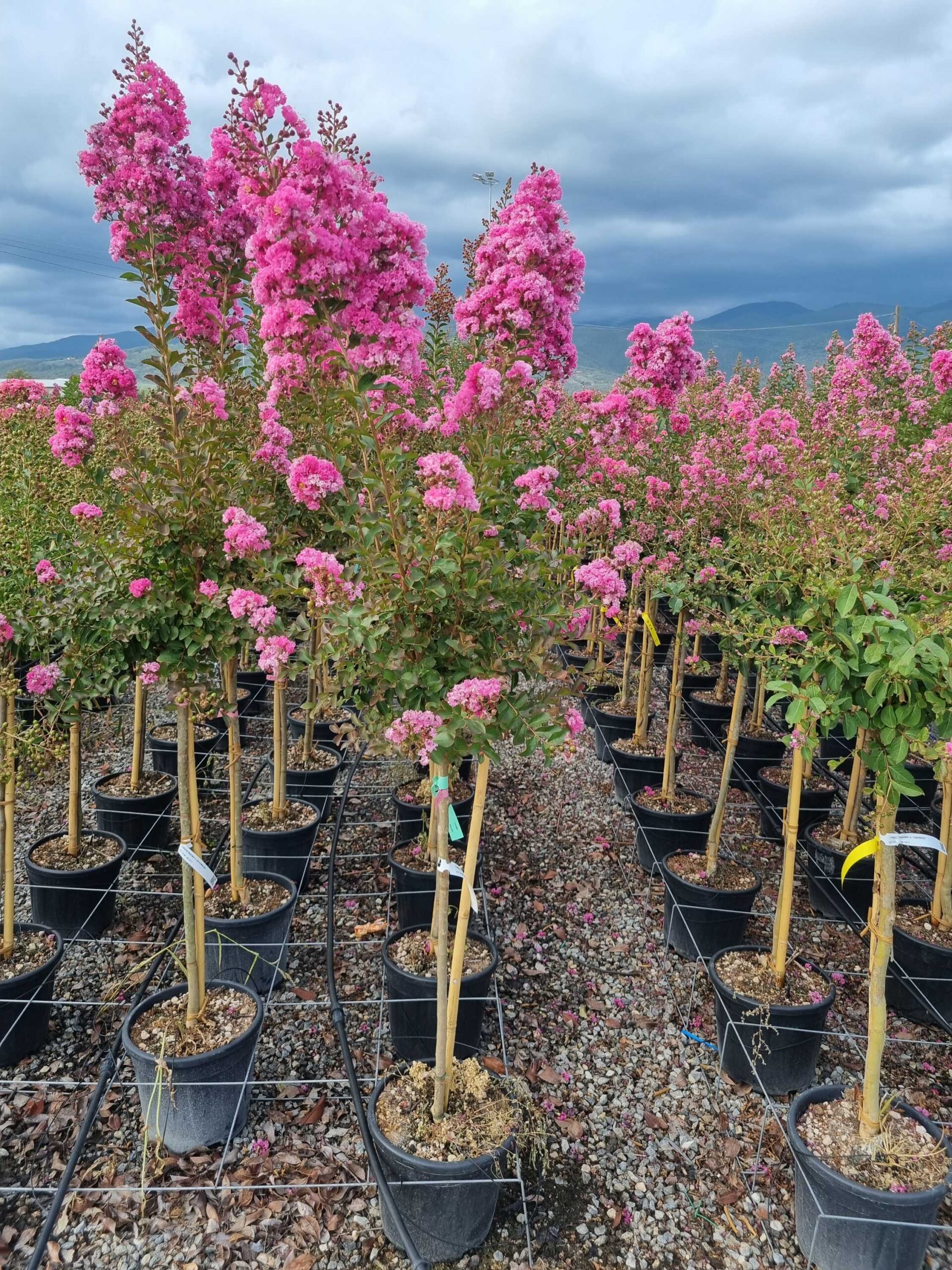 Lagerstroemia × WATERMELON Lagerstroemia × WATERMELON - slika 1