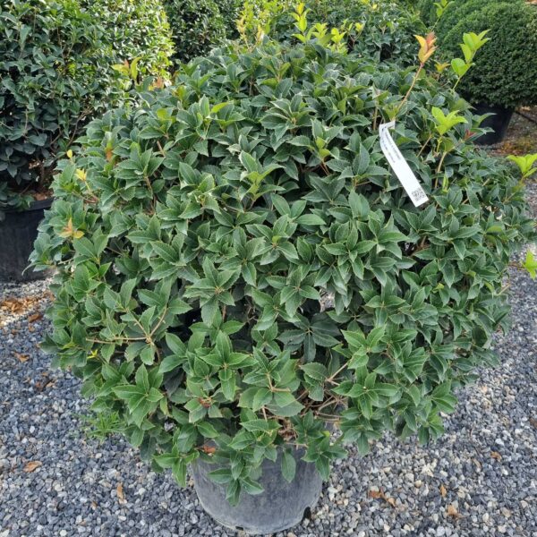 Osmanthus × FORTUNEI