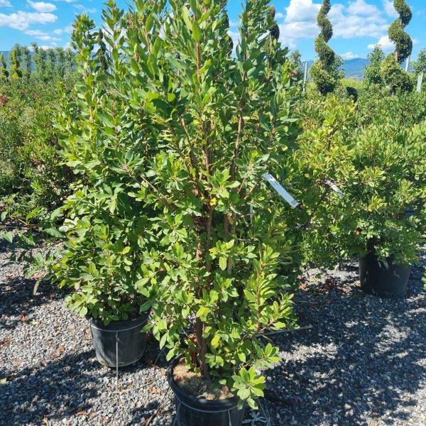 Arbutus unedo (Navadni jagodnjak)