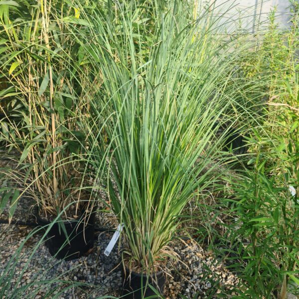 Cortaderia selloana (Pampaška trava)