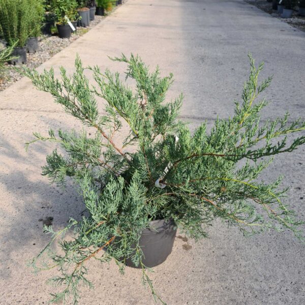 Juniperus × PFITZERIANA ''PFITZ. GLAUCA'