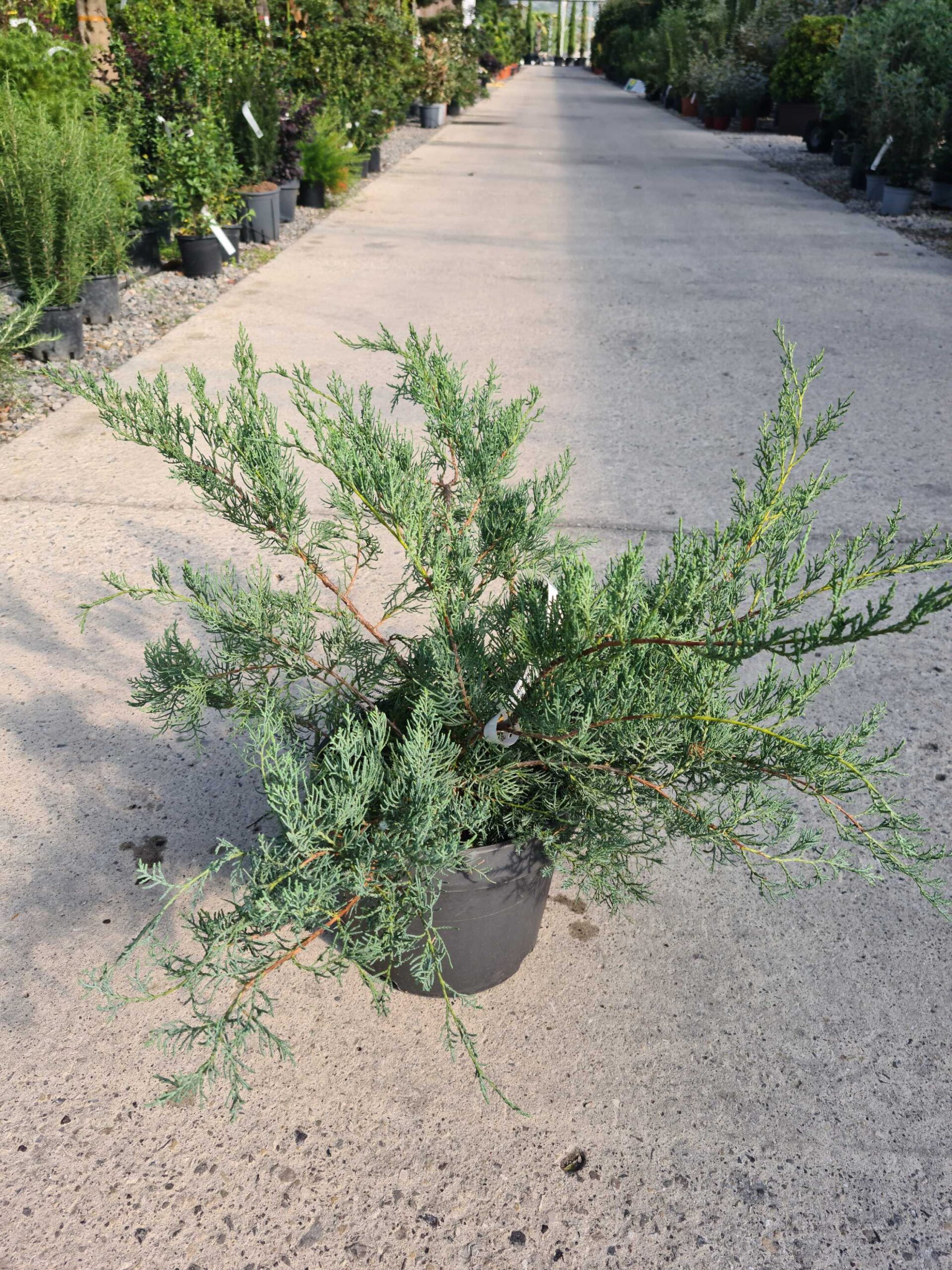 Juniperus × PFITZERIANA 'PFITZ. GLAUCA' Juniperus × PFITZERIANA ''PFITZ. GLAUCA' - slika 1
