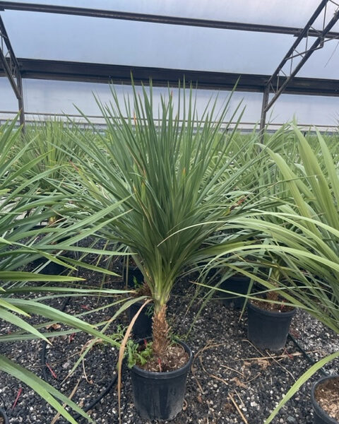 Cordyline australis – novozelandska kordilina