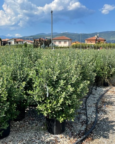 Feijoa sellowiana (Ananasova guava)