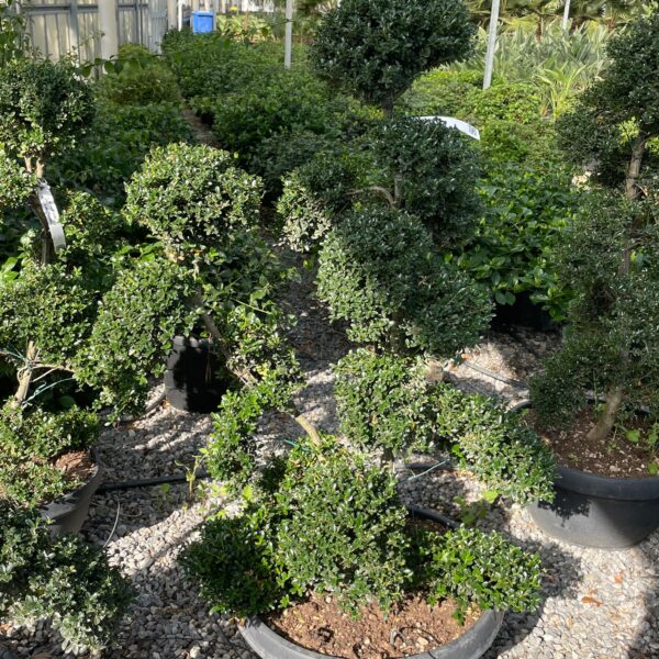 Ilex crenata 'KINME'