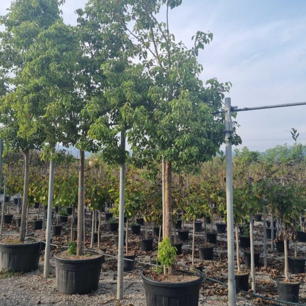Cinnamomum camphora (Kamforovec)