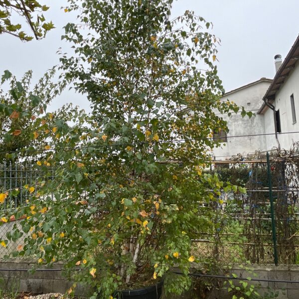 Betula pendula