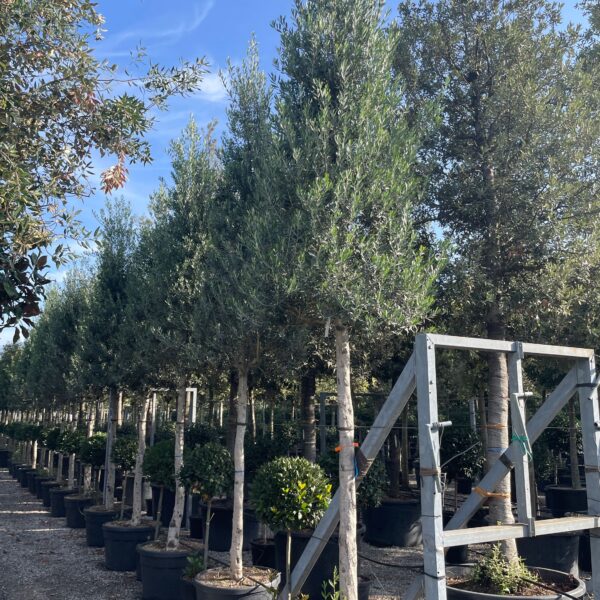 Olea europaea 'CIPRESSINO'