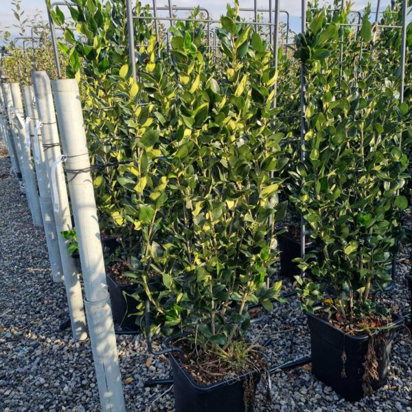Ligustrum texanum