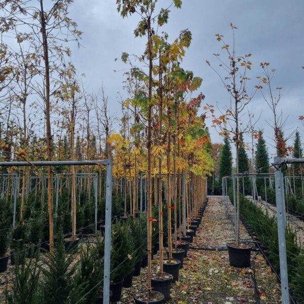 Acer saccharinum