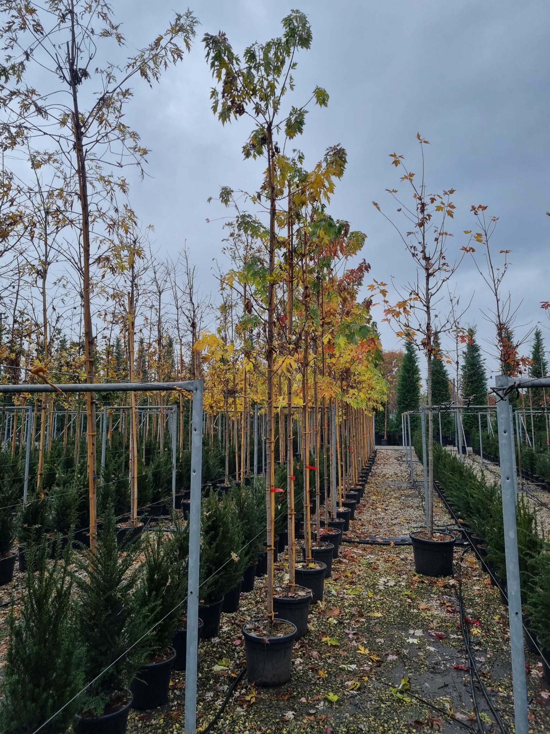 Acer saccharinum Acer saccharinum - slika 1