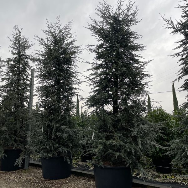 Cedrus atlantica 'Glauca' (Atlaška cedra)