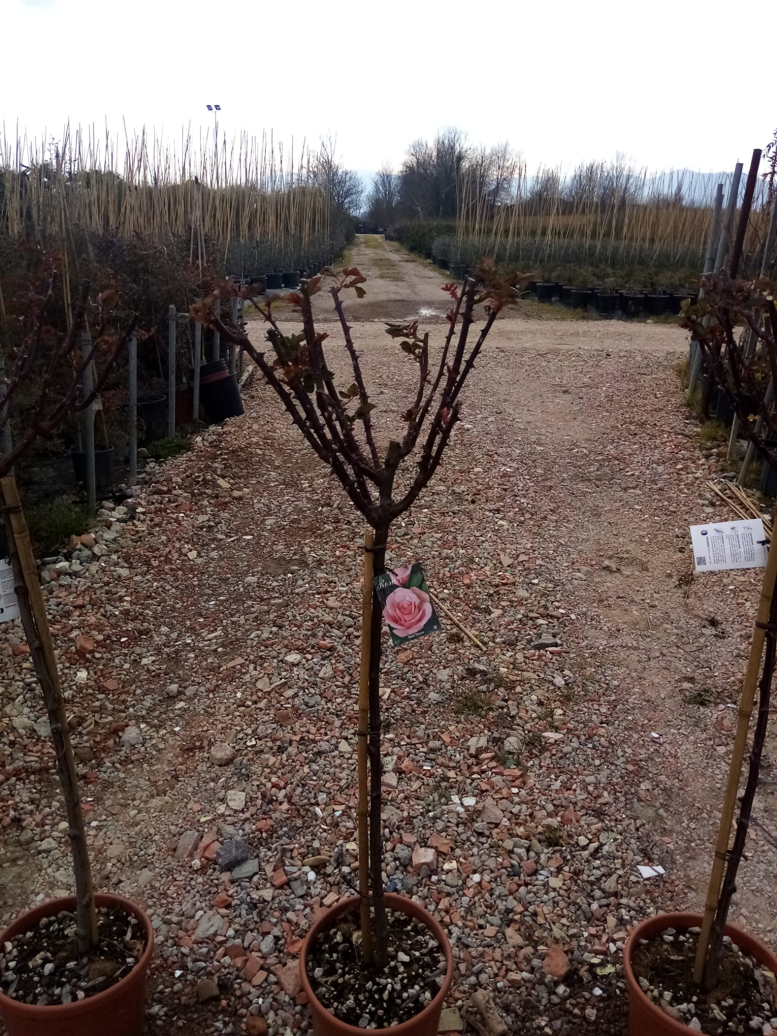 Rosa rosa Rosa rosa - slika 1