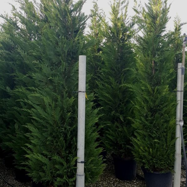 Cupressocyparis leylandii (Lejlandova cipresa)