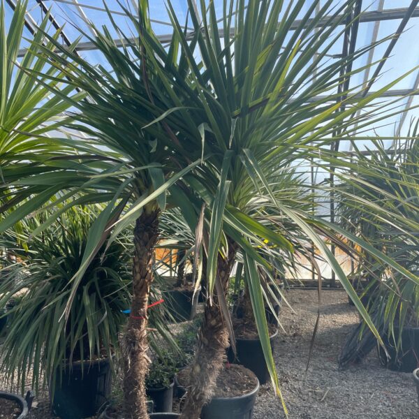 Cordyline australis – novozelandska kordilina