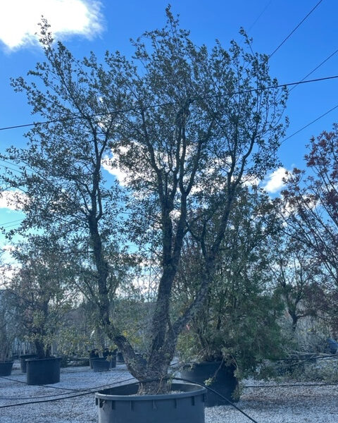 Quercus suber