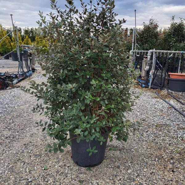 Feijoa sellowiana (Ananasova guava)