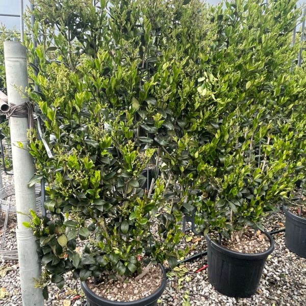 Ligustrum texanum