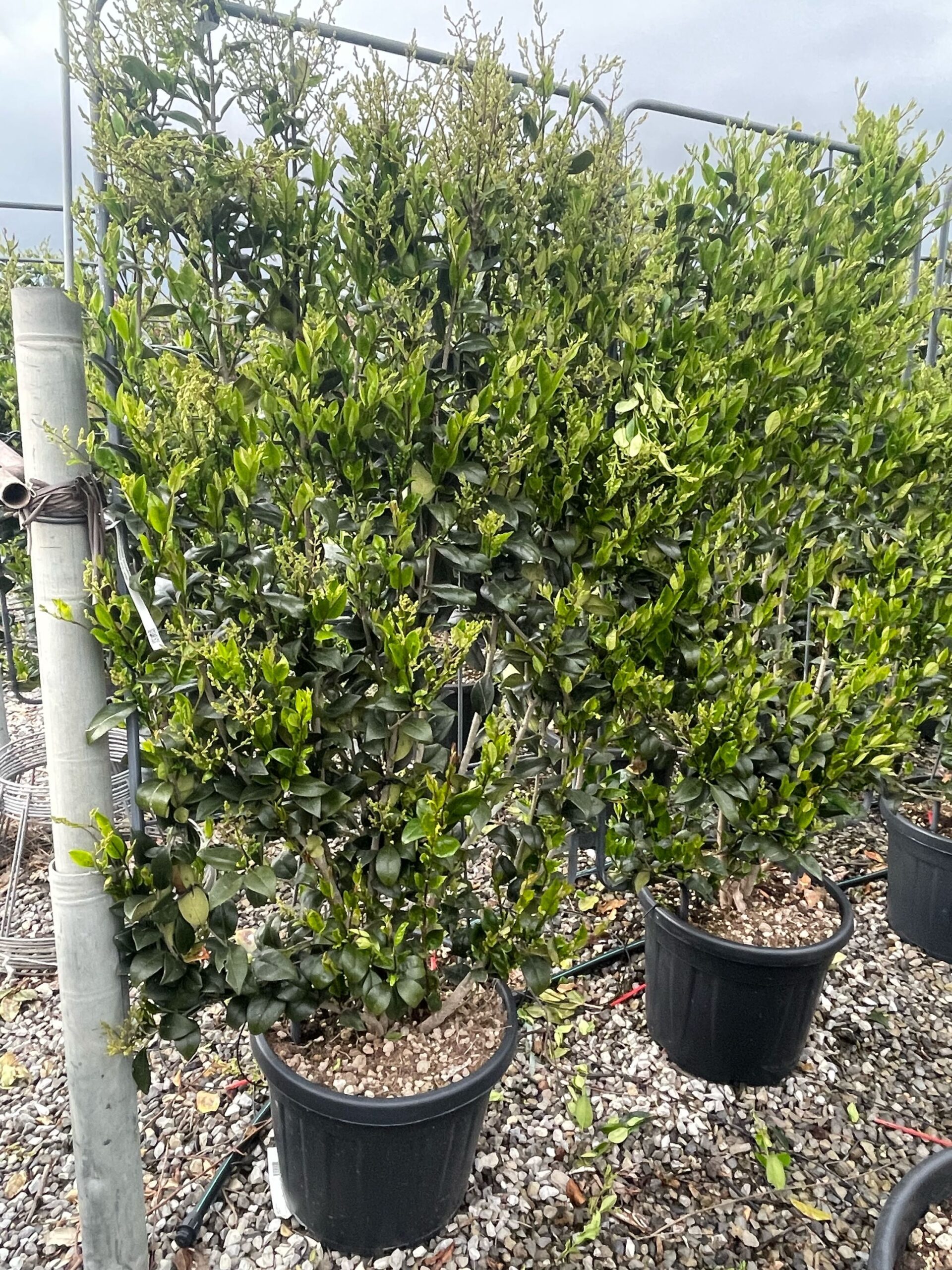 Ligustrum texanum Ligustrum texanum - slika 1