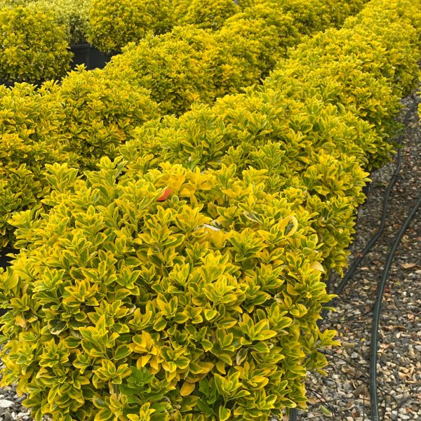 Euonymus japonicus 'Elegantissimus Aureus'  (Japonska trdoleska Krogla)