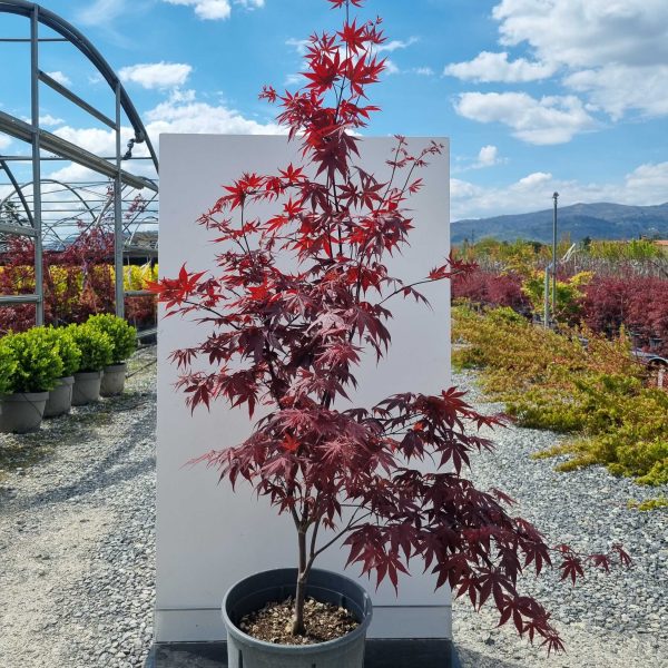 Acer palmatum 'Bloodgood' (Rdečelistni pahljačasti javor)
