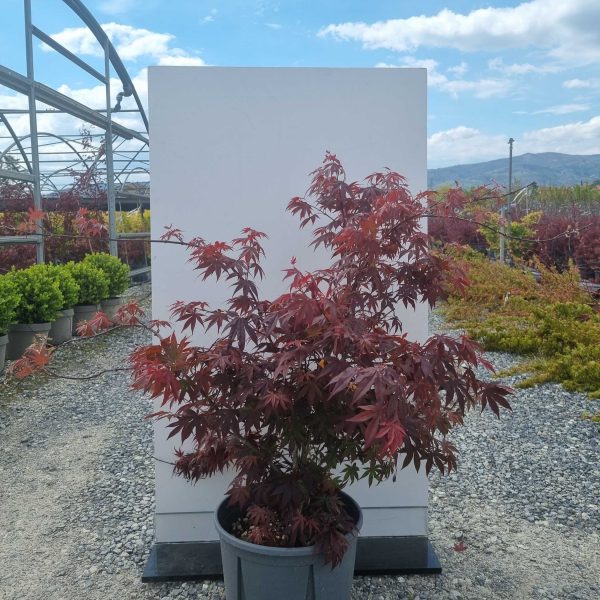 Acer palmatum 'Atropurpureum' (Rdečelistni pahljačasti javor)