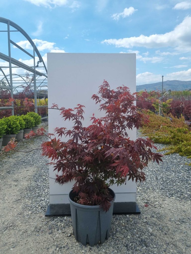 Acer palmatum 'Atropurpureum' (Rdečelistni pahljačasti javor)