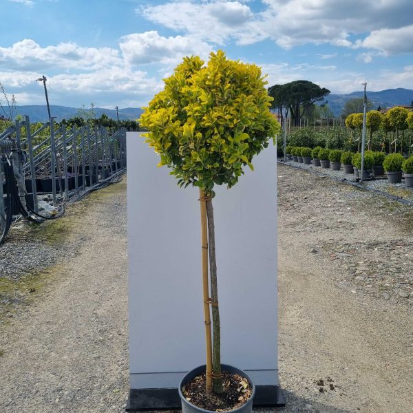 Euonymus japonicus 'Elegantissimus aureus'  (Japonska trdoleska na steblu)