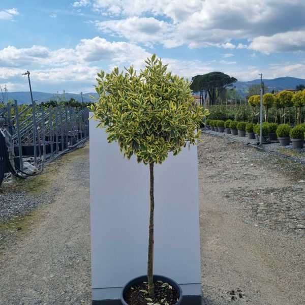 Euonymus japonicus 'Bravo' (Japonska trdoleska na steblu)