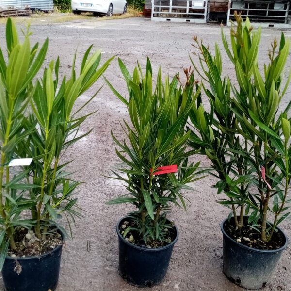 Nerium oleander 'BIANCO SEMPLICE'