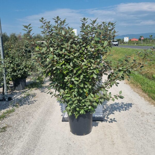 Eleagnus x ebbingei (Oljkovec)