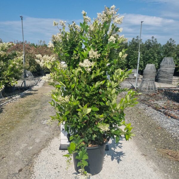 Ligustrum Texanum (Liguster Texanum)