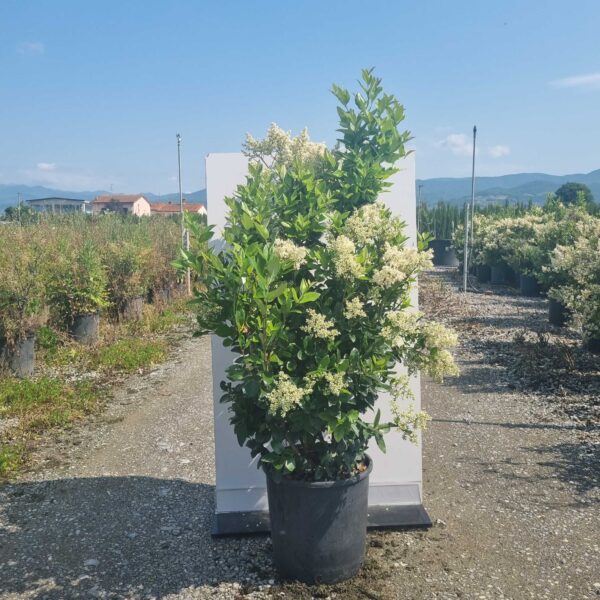 Ligustrum Texanum (Liguster Texanum)