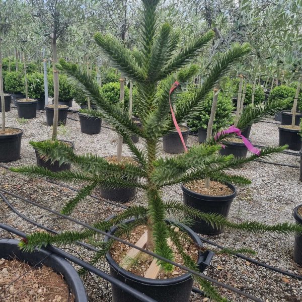 Araucaria araucana (Čilska smreka)