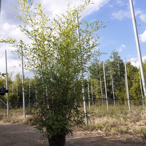Bambusa phyllost 'BISSETII'
