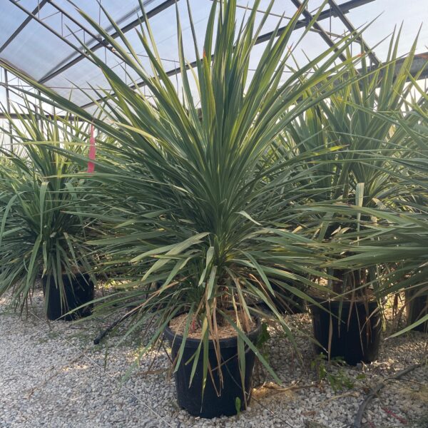 Cordyline australis – novozelandska kordilina