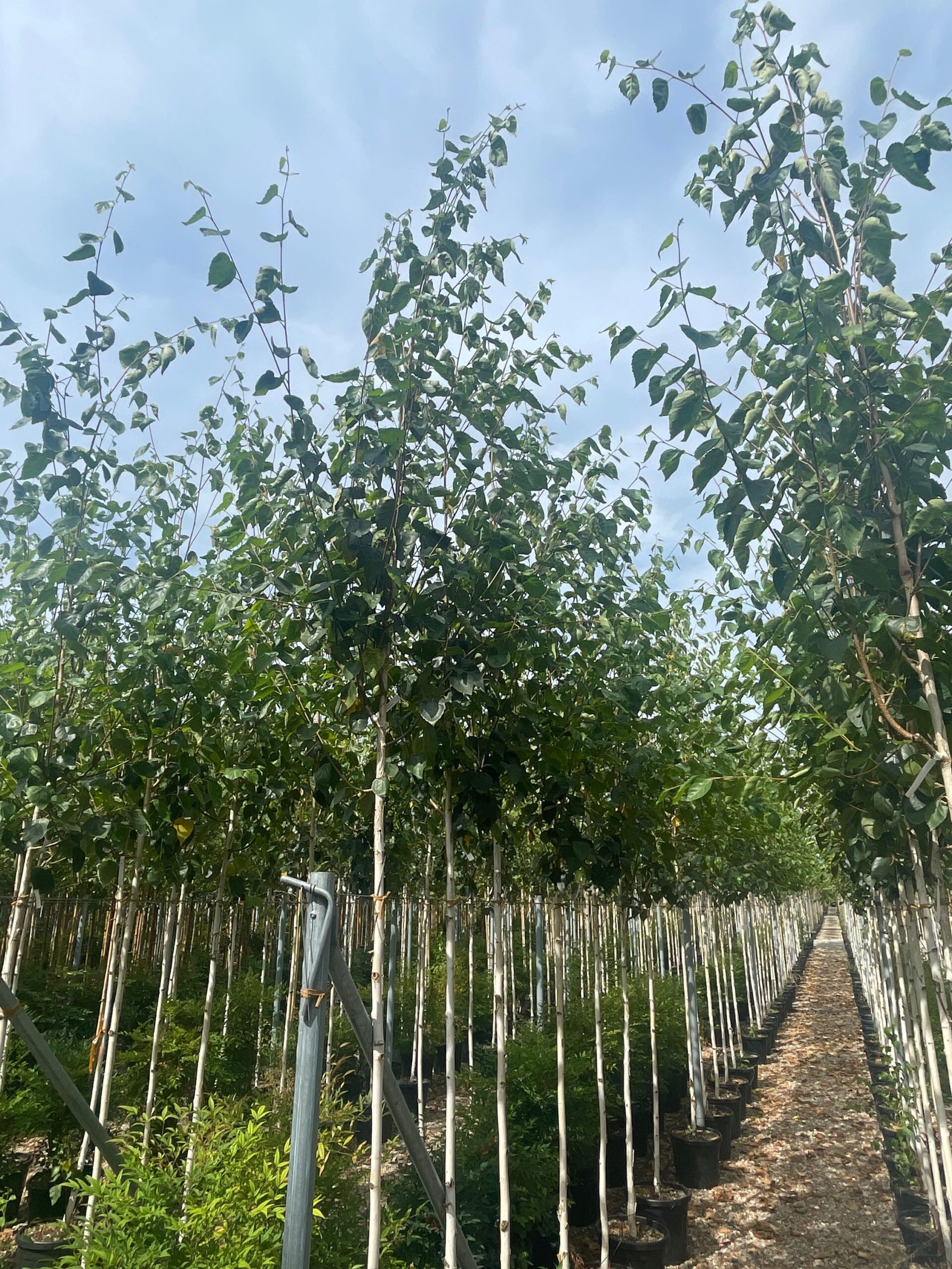 Betula jacquemontii Betula jacquemontii - slika 1