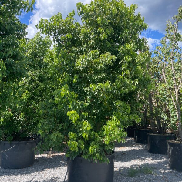 Cinnamomum camphora (Kamforovec)