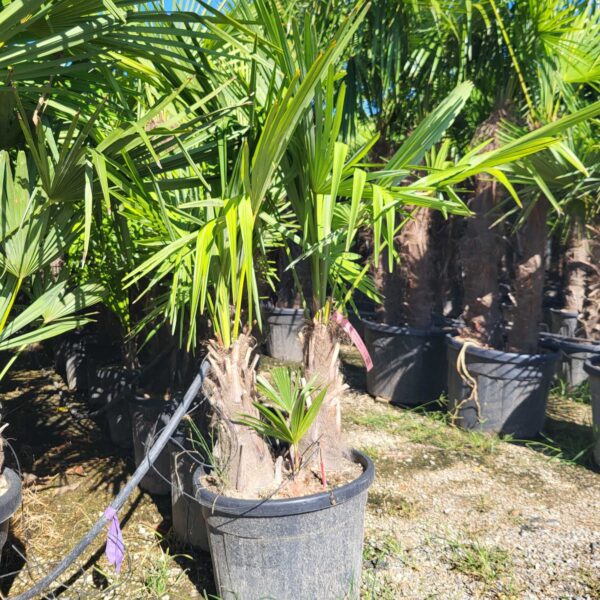 Trachycarpus fortunei