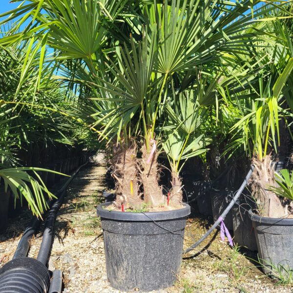 Trachycarpus fortunei