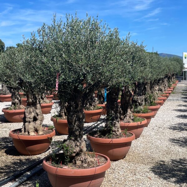 Olea europaea