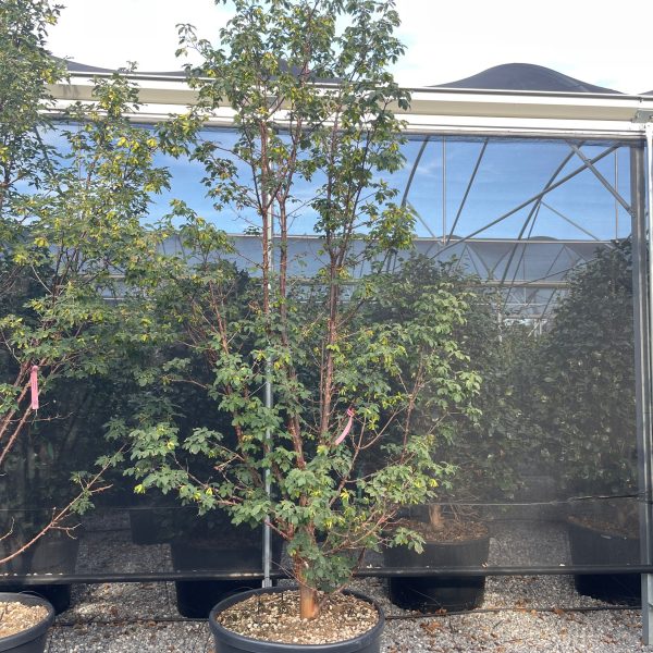 Acer griseum (Sivi javor)