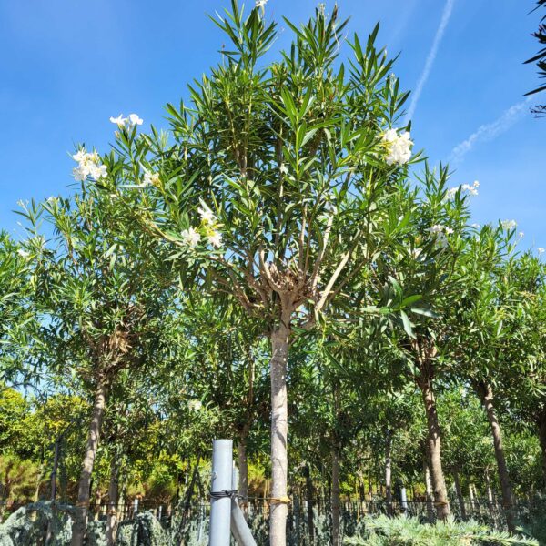Nerium oleander 'BIANCO SEMPLICE'