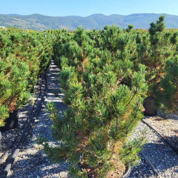 Pinus mugo 'SSP. UNCINATA'