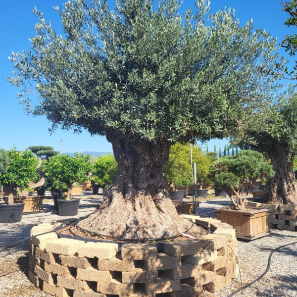 Olea Europaea (Oliva)